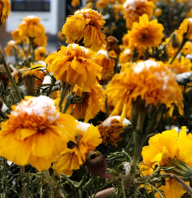 雪中菊花